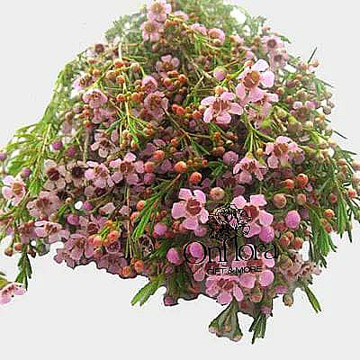 زهور واكس فلاور وردي ( غصن )