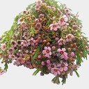 زهور واكس فلاور وردي ( غصن )