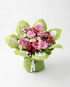 9ALQQWlDu_HaNut4nru4TL.webp