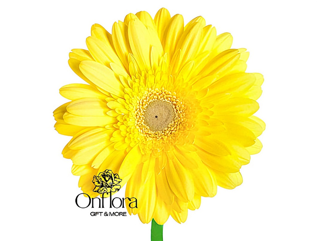 [6] زهره جربيرا اصفر