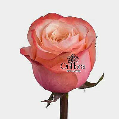 [6] ورده جوري لون وردي درجات