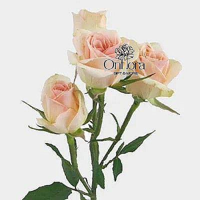 [6] بيبي روز وردي لايت ( غصن )