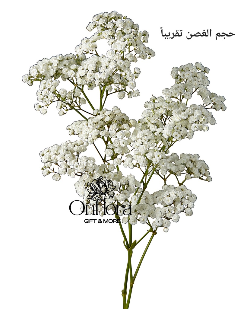 جبسوفيليا ( غصن ) (أساسي)