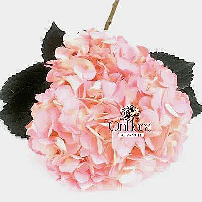 [6] زهره هايدرنجا وردي