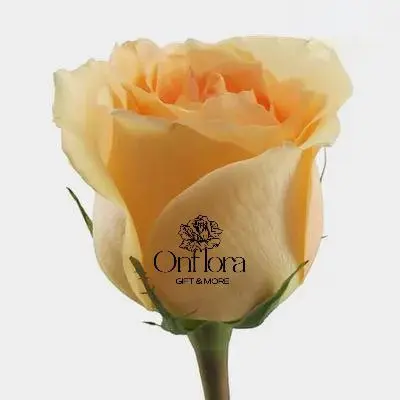 [6] ورده جوري لون الخوخ