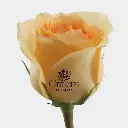 ورده جوري لون الخوخ