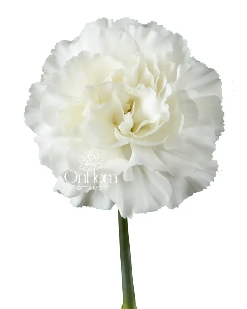 [6] ورده قرنفل (أبيض)