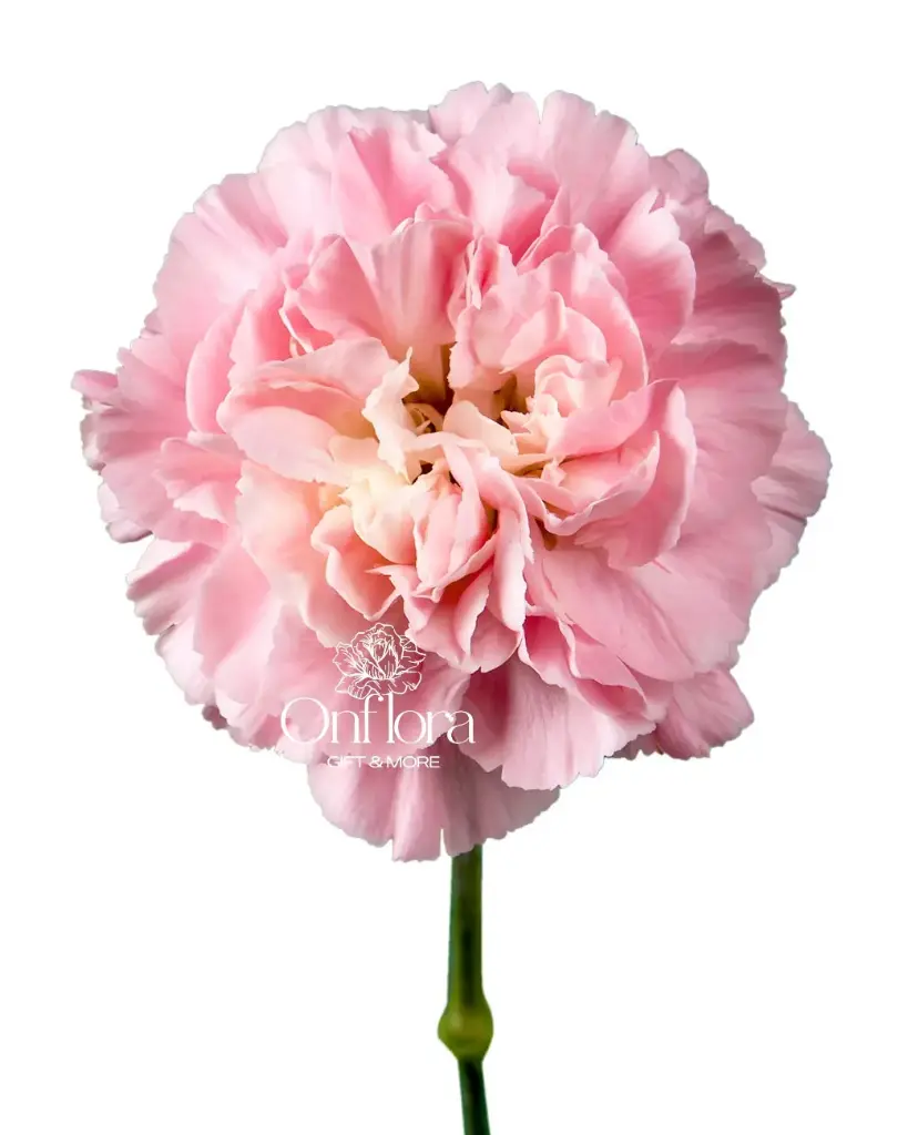 ورده قرنفل (وردي)