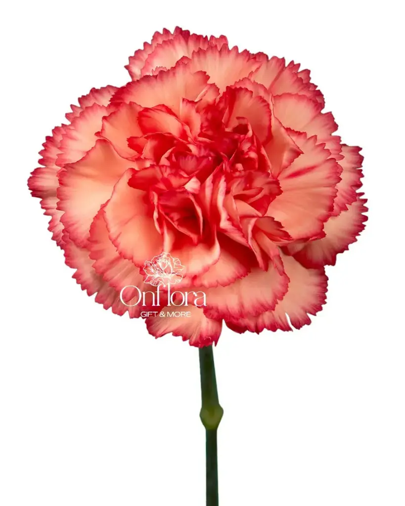 [6] ورده قرنفل (فوشي)